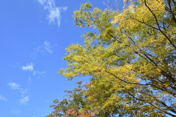 blue sky and yellow leaves 