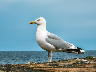 Fototapeta premium seagull on the rock