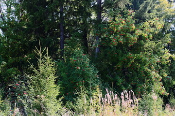 pine tree in the forest