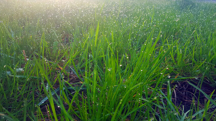 Obraz na płótnie Canvas grass in the morning