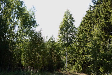 trees in the forest