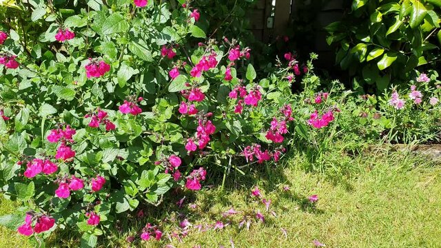 Salvia microphylla 'Neon' a pink spring summer autumn flower plant commonly known as baby sage, video footage clip