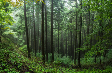御岳山の霧がかった杉林【misty cedar forest on Mt. Mitake in Tokyo, Japan】
