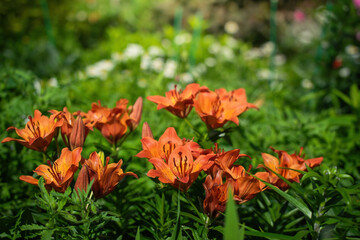 Obraz na płótnie Canvas flower of orange lily