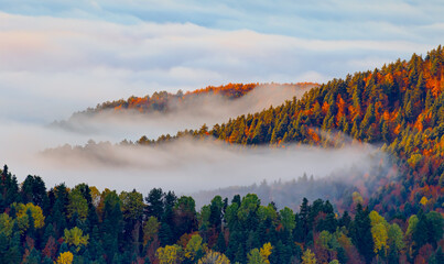 Fototapeta premium Aerial view of autumn forest over the clouds - Yedigoller National Park, Turkey