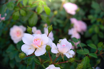 Blooming white rose in spring garden