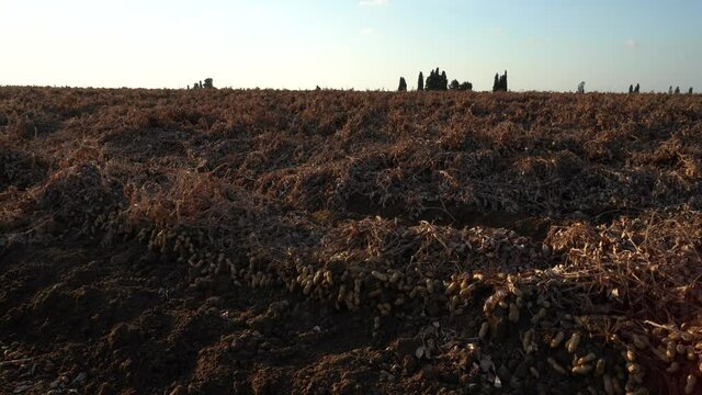 Peanuts in a field in harvest and peanut collection