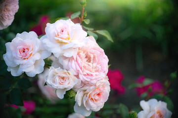 Blooming white rose in spring garden