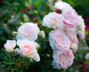 Blooming white rose in spring garden