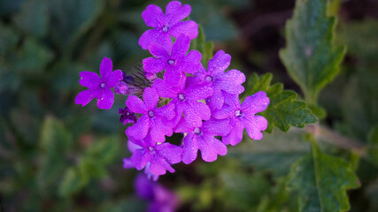 flowers in the forest
