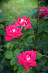Rose flower on a green blurred background.