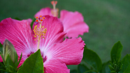 Fototapeta premium pink flower