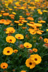 Close-up flowers of a marigold outdoors.