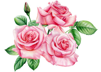 Rose, beautiful flower on isolated white background, watercolor illustration. Bouquet pink flowers