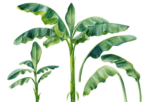 Tropical banana palms and leaves on isolated white background, watercolor botanical illustration.