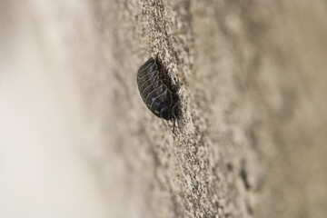 Isopods beetle animal macro photo