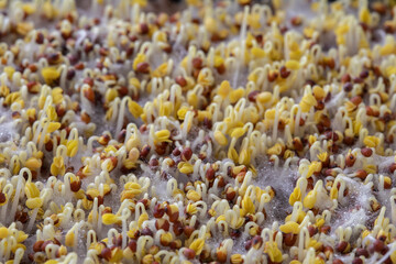 Broccoli sprouts, sprouted broccoli seeds, healthy food concept. Selective focus