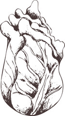 Hand drawn outline abstract vector image. Leaf lettuce silhouette isolated on transparent background. Eps vegetable vintage art print for label, packaging, product design