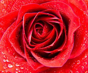 Red rose