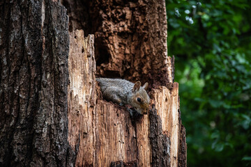 squirrel on a tree