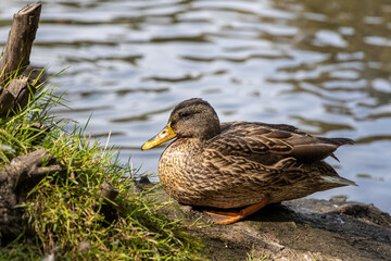 Brown adult duck with yellow nose is by a pond in the park in summer