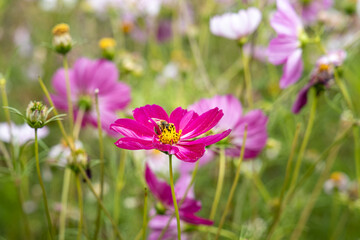 Bouquet of red pink white white cosmos flowers is in a summer garden
