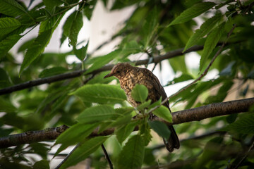 bird on a tree