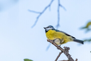 blue tit perched on a tree branch