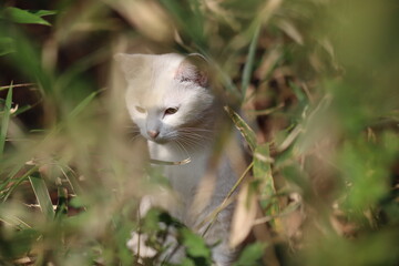 ひっそり隠れる白猫