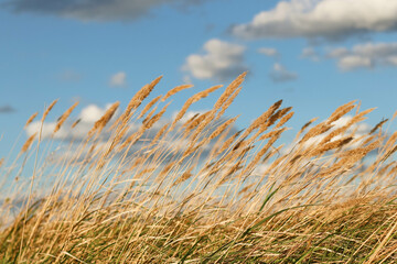 Fototapeta premium Wild field of grass on sunset, soft sun rays. Beautiful abstract closeup of golden dried meadow grass. Abstract natural background. Natural beige background. Minimal, stylish, trend concept