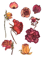  Watercolor dried roses on the white background.Fall autumn floral composition for wedding or greeting card.Isolated.