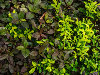 green leafy plants mixed with purple leafy plants in the backyard garden
