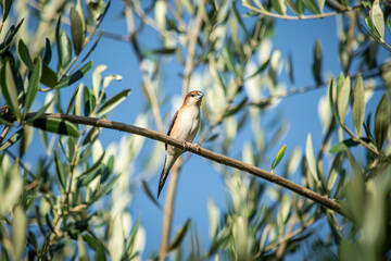 Naklejka premium bird on a branch