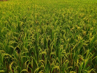 Close up of yellow paddy rice seed with rice fields in the background