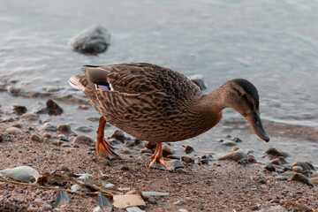 duck walks on the sandy beach