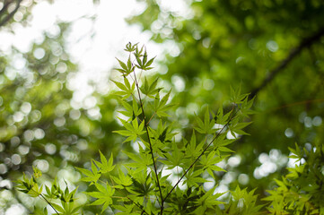 Fototapeta na wymiar Fresh green maple leaf with blurred background, gilan province, iran