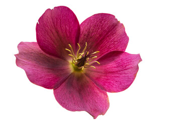 red hellebore flower isolated