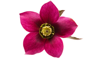 red hellebore flower isolated
