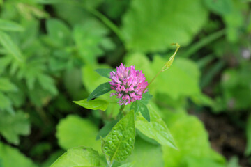 natural purple flower macro shot
