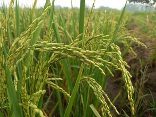 Close up of yellow paddy rice seed with rice fields in the background