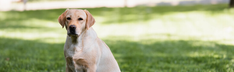 yellow labrador in park on green lawn, banner