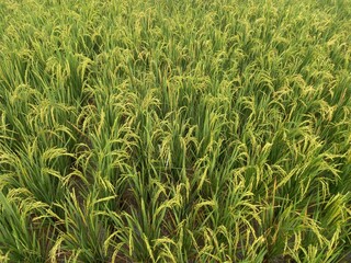 Yellow paddy rice seed with rice fields in the background