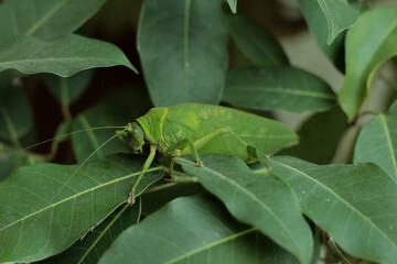 Leaf-mimic katydid really commits to its ability to hide in plain sight.