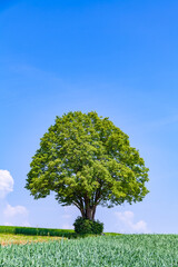 Fototapeta na wymiar Einsamer Baum steht einsam im Feld