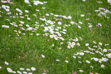 Landscape view of many small white blooming flowers in countryside garden.