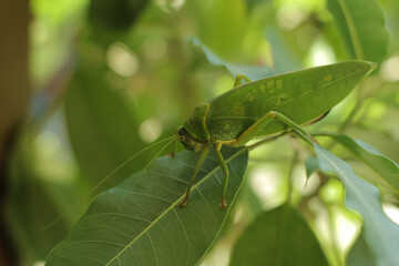 Leaf-mimic katydid really commits to its ability to hide in plain sight.