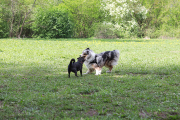 Obraz na płótnie Canvas Two young dogs play fighting at park.