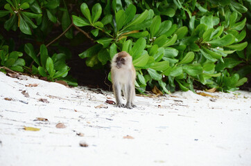 THAILAND, BANGKOK: Scenic landscape view of isolated Thai island with monkeys