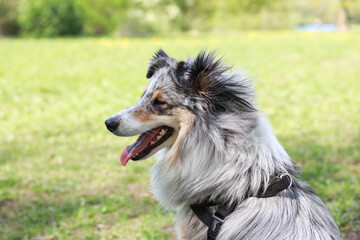 Fototapeta premium Close up portrait shot of a blue merle shetland sheepdog sheltie young dog.