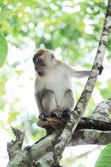 THAILAND, BANGKOK: Scenic landscape view of isolated Thai island with monkeys
